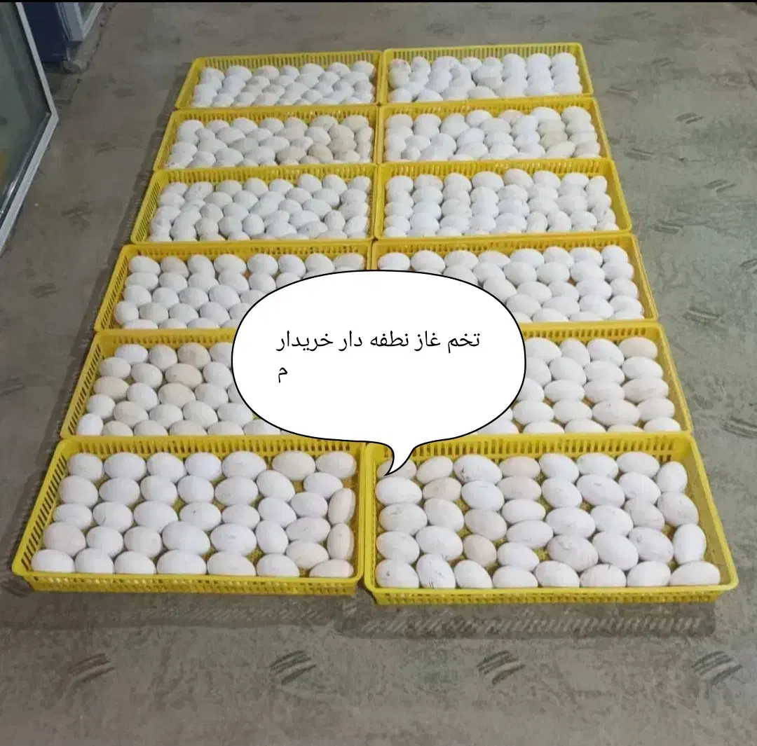 تخم غاز نطفه دار|حیوانات مزرعه|بیستون, |دیوار