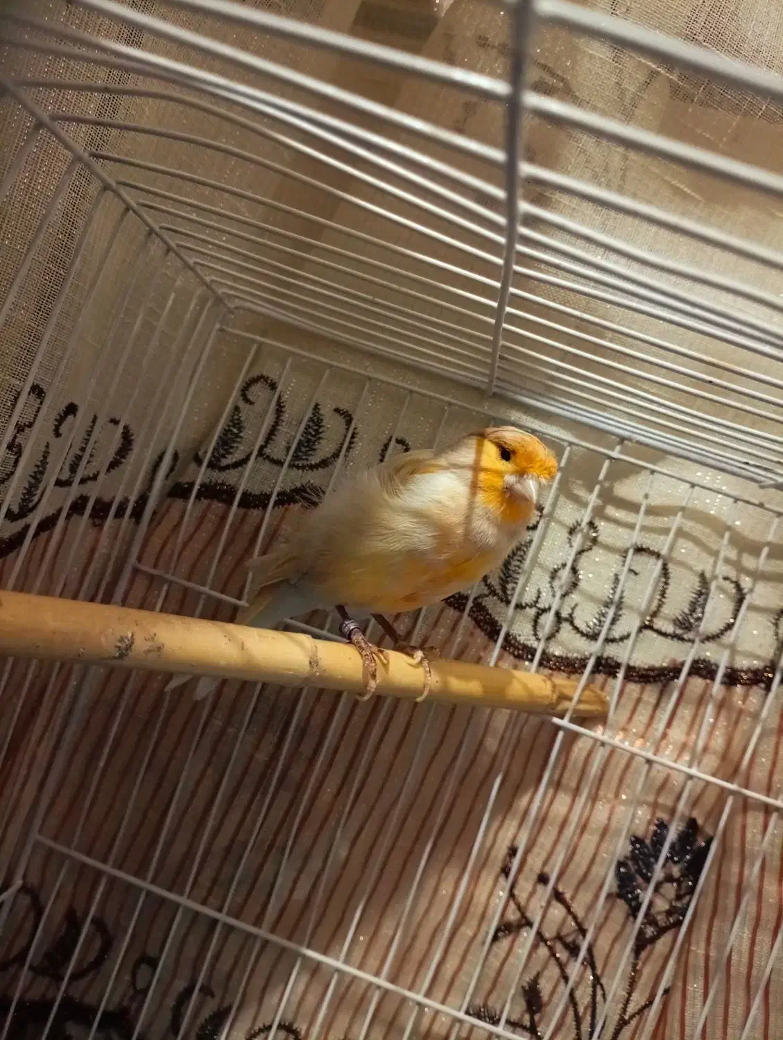 قناری نر|پرنده|رامیان, |دیوار