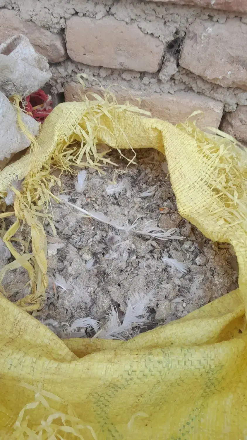 کود کبوتر|خدمات باغبانی و درختکاری|همدان, |دیوار