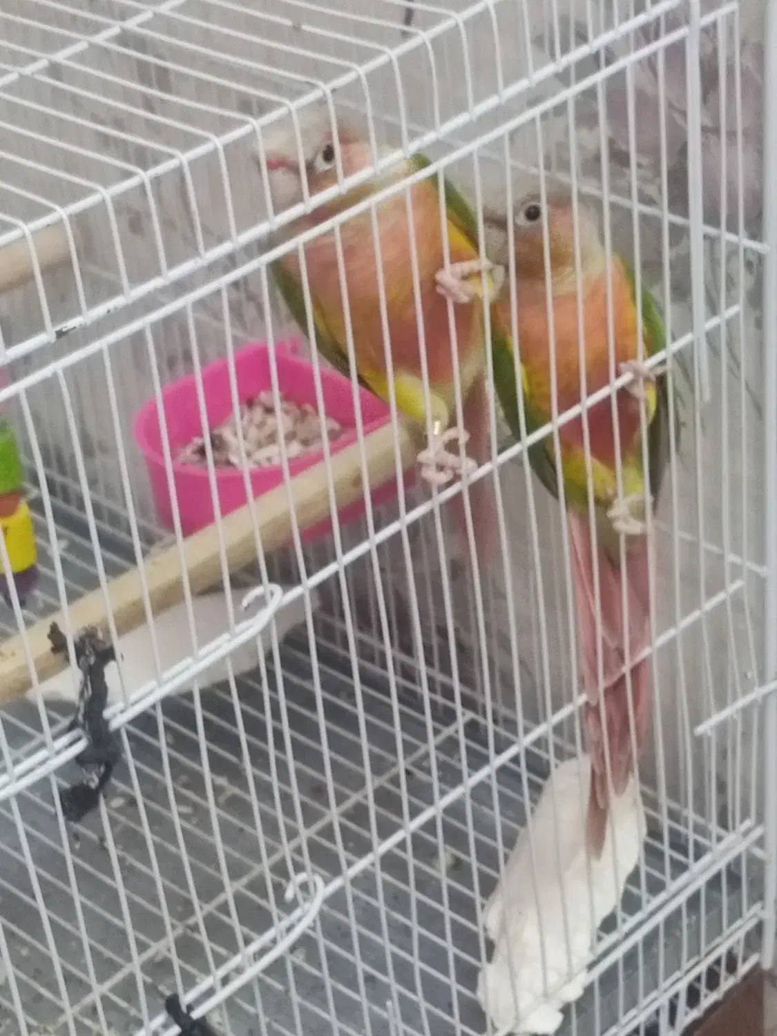 گرینچیک|پرنده|تربتحیدریه, یحیی آباد|دیوار