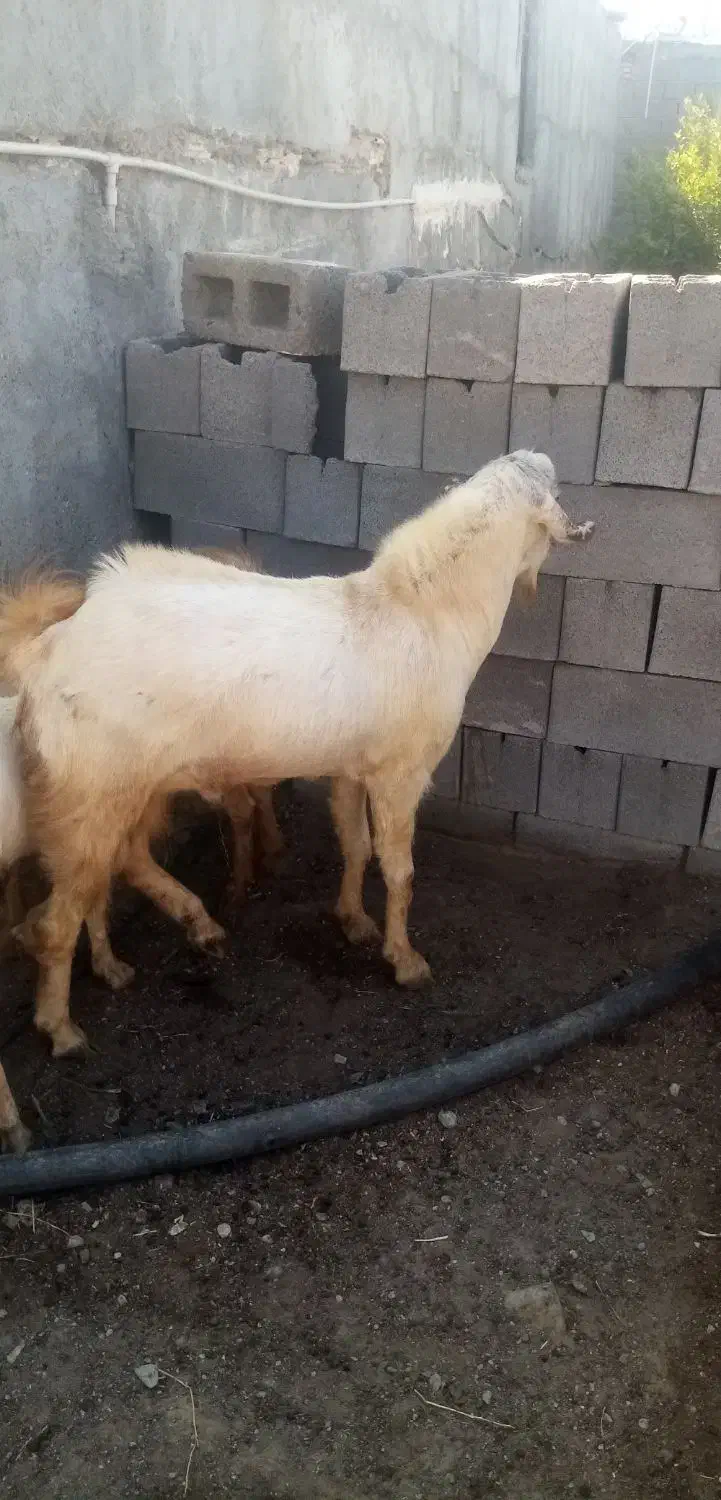 یک راس نری|حیوانات مزرعه|شمیل, |دیوار