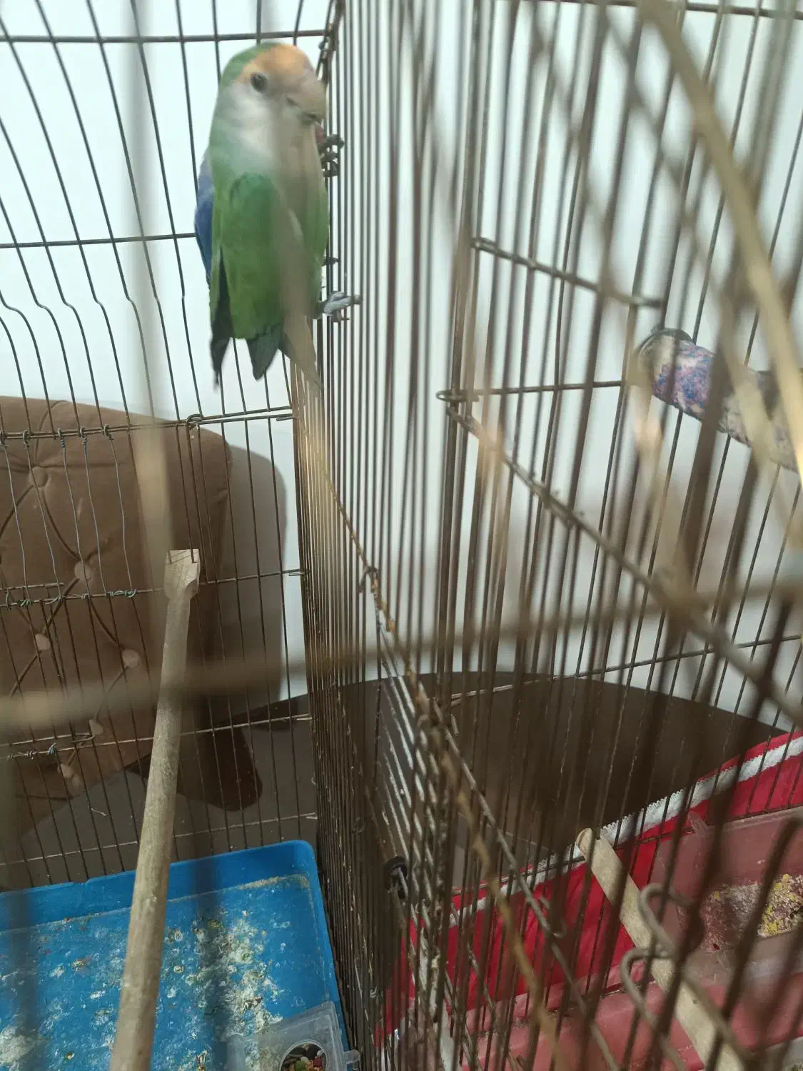 .طوطی برزیلی|پرنده|تبریز, |دیوار