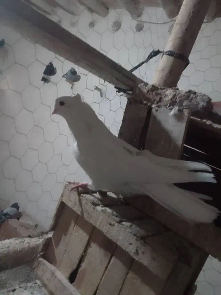 سفید نوک جمع|پرنده|مرند, |دیوار