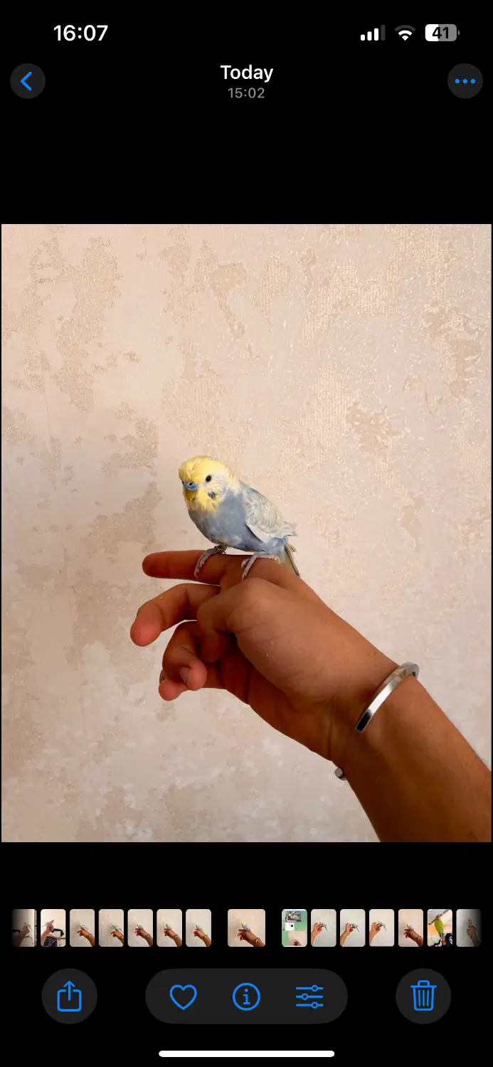 مرغ عشق|پرنده|گرمدره, |دیوار