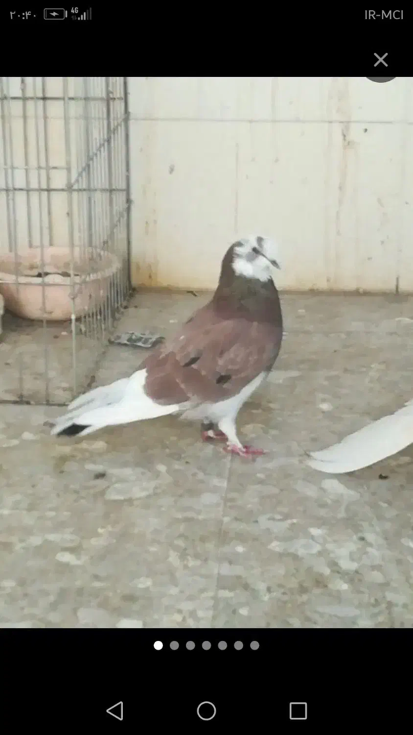 کفتر پرشی|پرنده|سیرجان, |دیوار