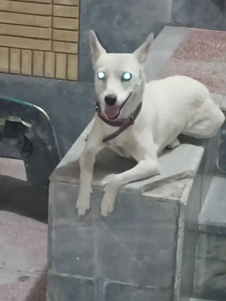 واگذاری سگ|سگ|شیراز, فاضل|دیوار