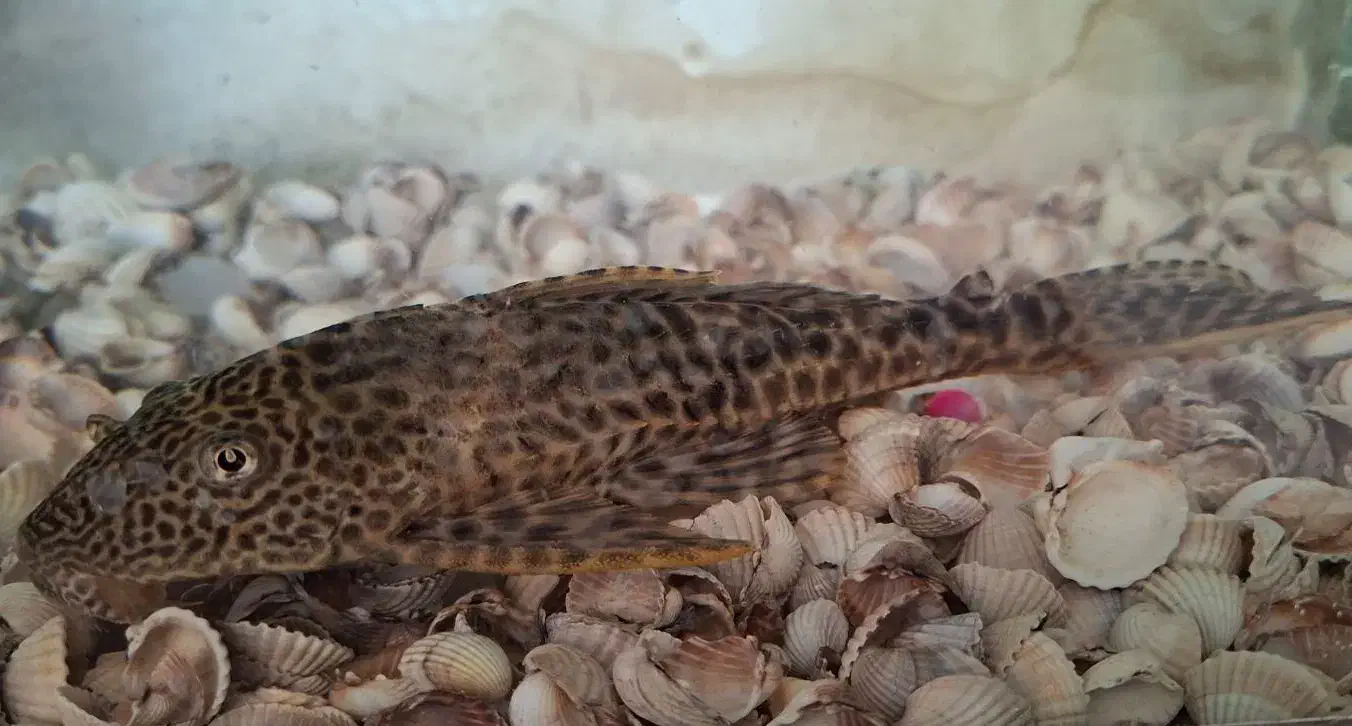 ماهی لجن خوار و اسکارت|ماهی|میاندوآب, |دیوار