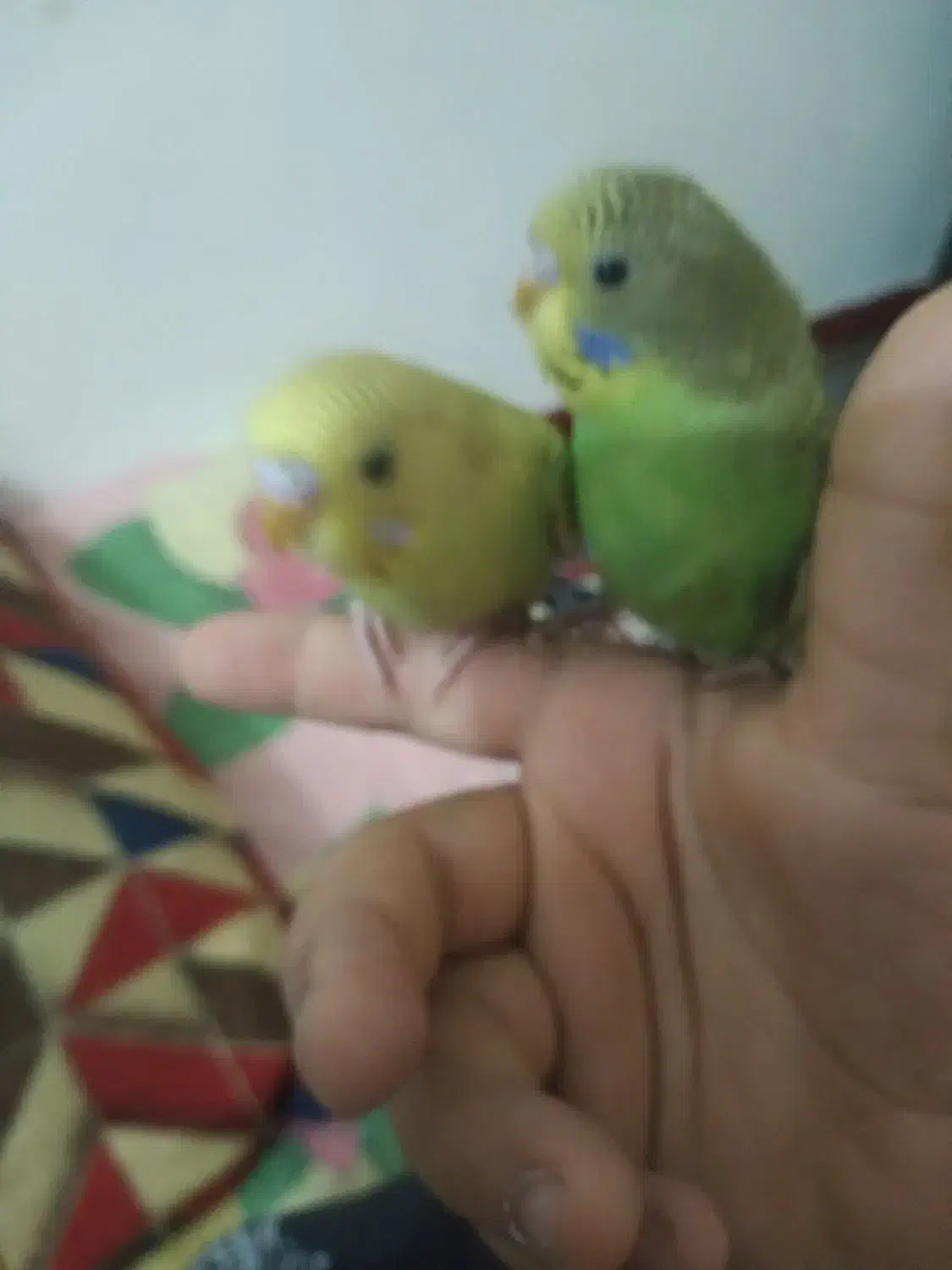 مرغ عشق|پرنده|برازجان, |دیوار