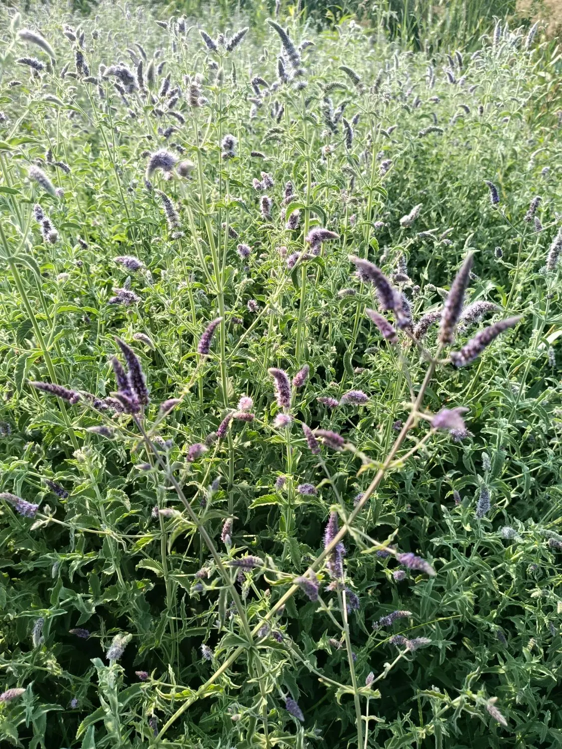 پونه|خوردنی و آشامیدنی|هرسین, |دیوار