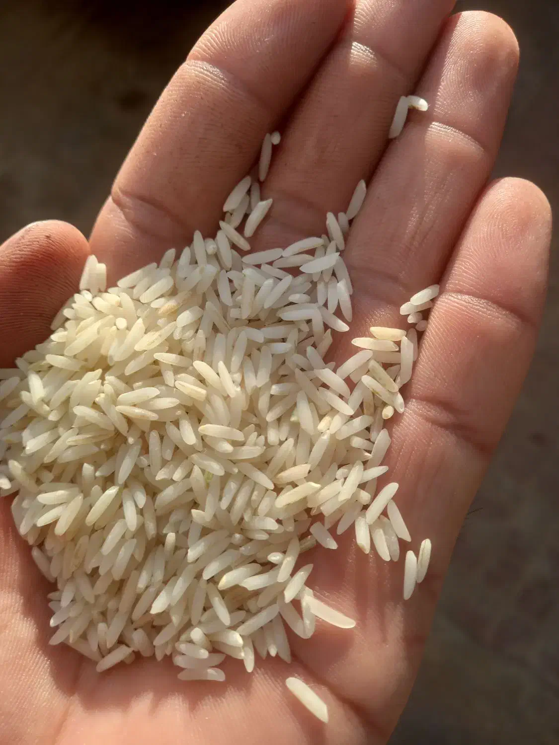 برنج دمسیاه|خوردنی و آشامیدنی|فاضل آباد, |دیوار