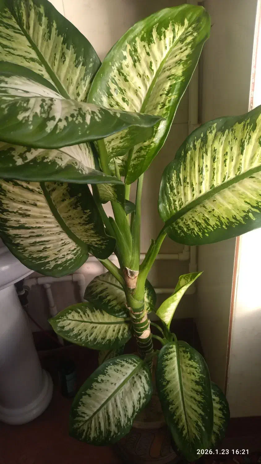 گل های آپارتمانی|گل و گیاه طبیعی|ممقان, |دیوار