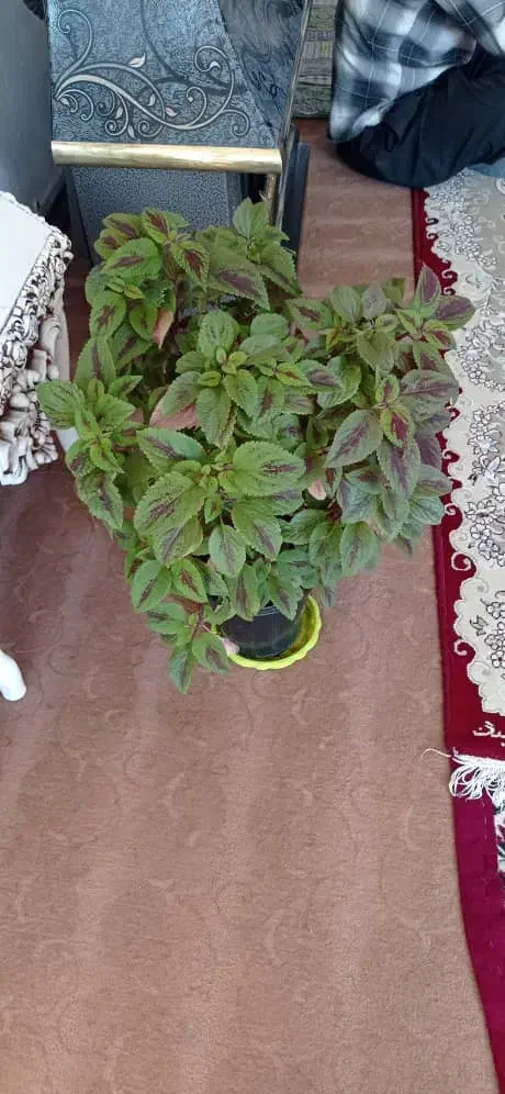 گلهای حسن یوسف|گل و گیاه طبیعی|ایوان, |دیوار