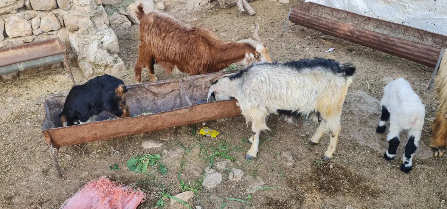 بز و بی...|حیوانات مزرعه|اندیمشک, |دیوار