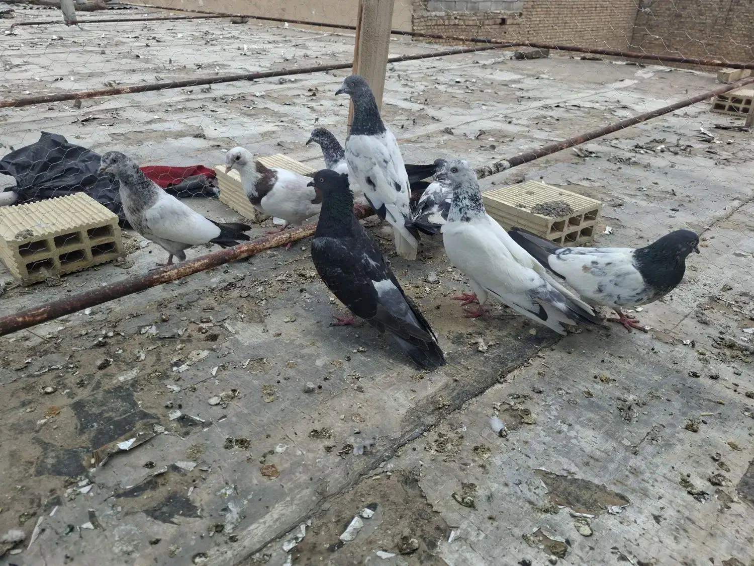 شیخ|پرنده|ایذه, |دیوار