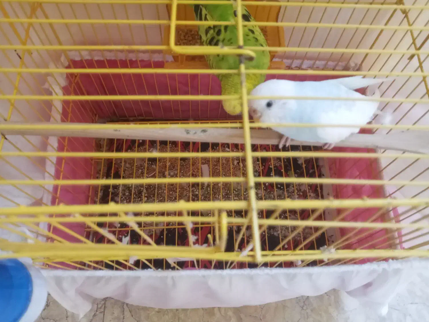 فروش مرغ عشق جفت ی ساله|پرنده|رامسر, |دیوار