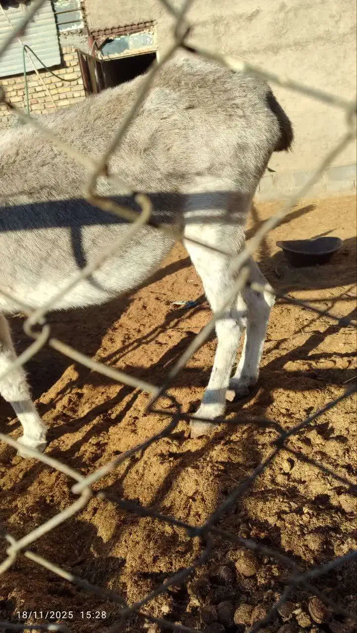 الاغ فروشی|حیوانات مزرعه|آران و بیدگل, |دیوار