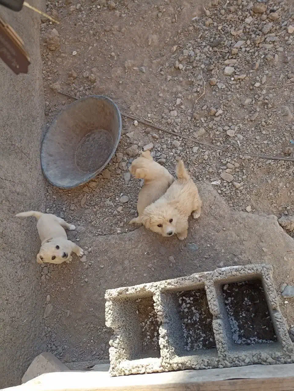 واگذاری سه عد توله پامر شیواوا نر نصف قیمت|سگ|قم, دانش|دیوار