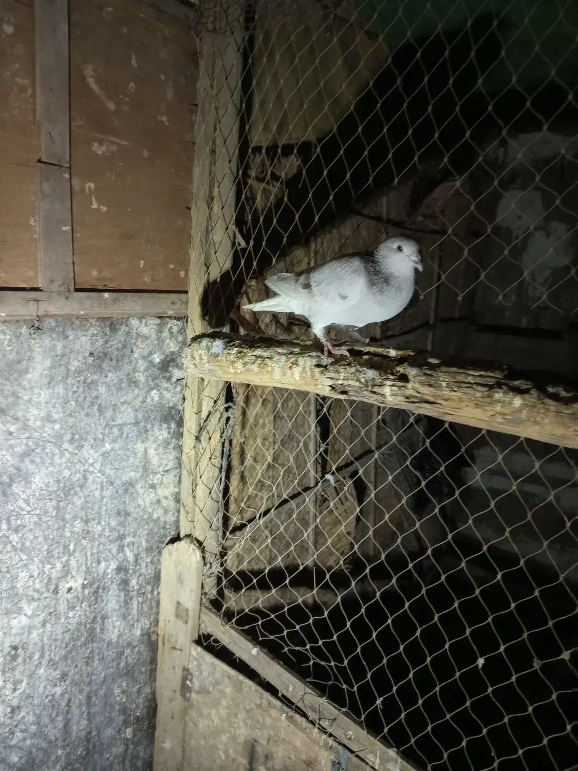 کبوتر|پرنده|برازجان, |دیوار