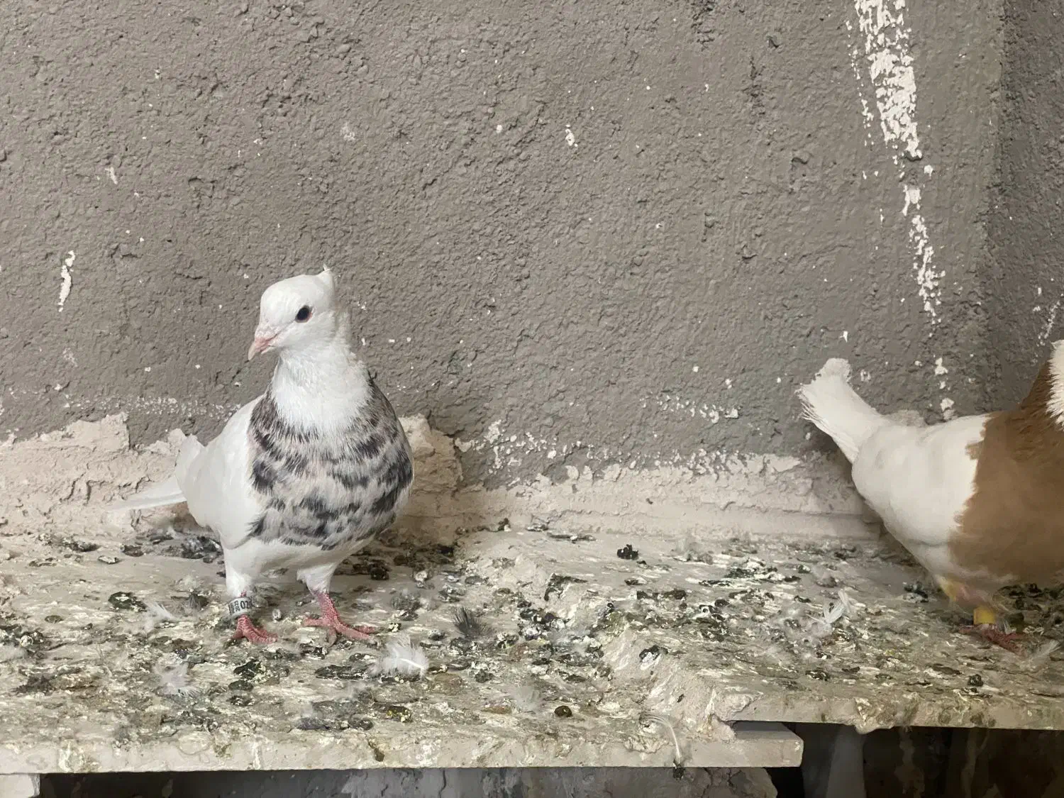 کفتر طوقی|پرنده|تربتحیدریه, پائین ولایت|دیوار