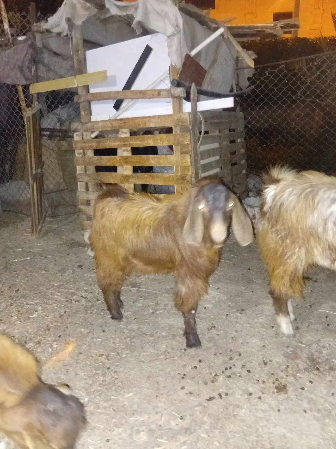 فروش کهره ، لطفا تماس|حیوانات مزرعه|جم, |دیوار