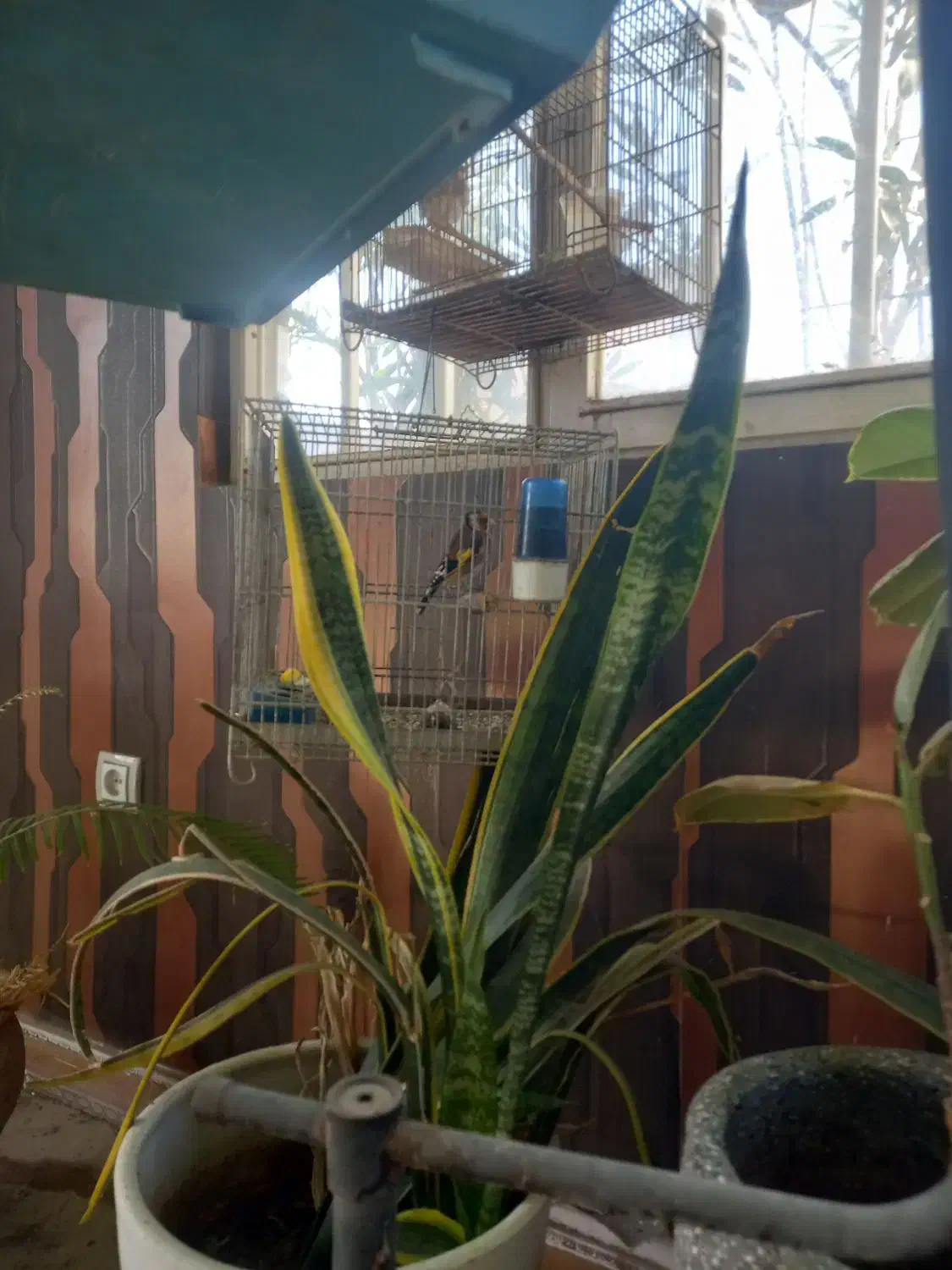 سهره قرص جوجه قفس|پرنده|وحیدیه, |دیوار