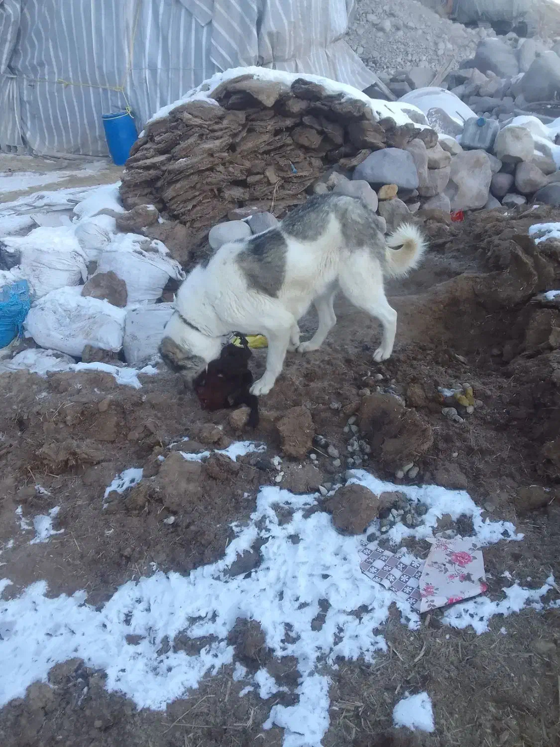 سگ گله الاش|سگ|باسمنج, |دیوار