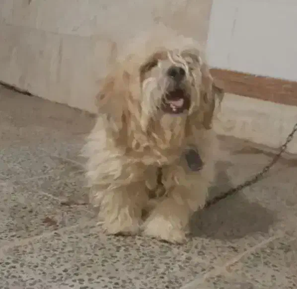 سگ پشمالو نر|سگ|ایذه, |دیوار