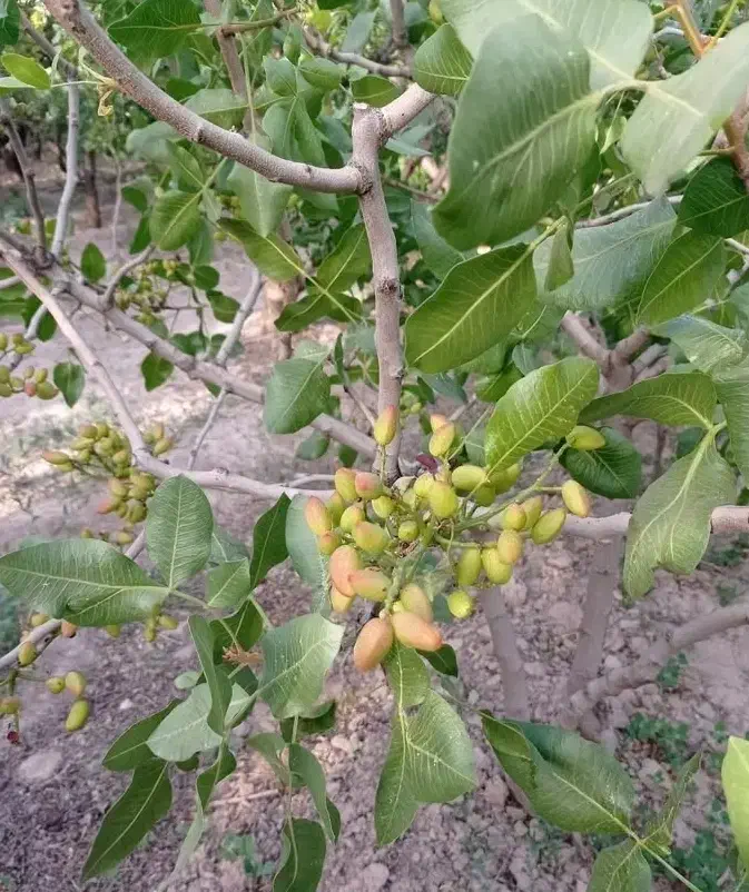 باغ پسته ۳۰۰۰ متری جباراباد دینور|فروش زمین و ملک کلنگی|کرمانشاه, |دیوار