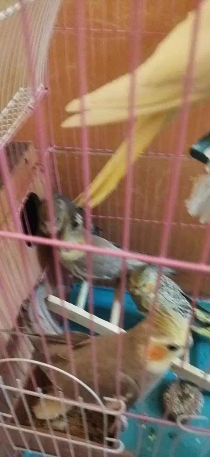 عروس سرای هلندی|پرنده|تهران, مشیریه|دیوار