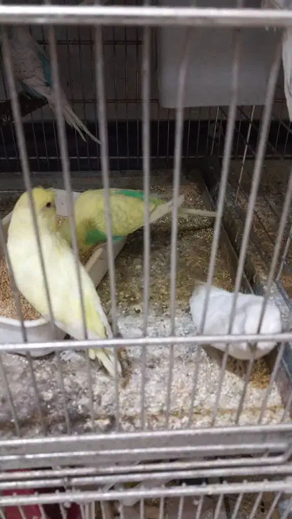 فروش مرغ عشق جفت درجه یک آماده به تخم|پرنده|سیستان, |دیوار