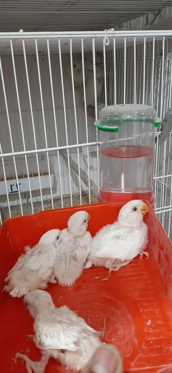 جوجه سرلاکی عروس و کوتوله برزیلی|پرنده|لامرد, |دیوار