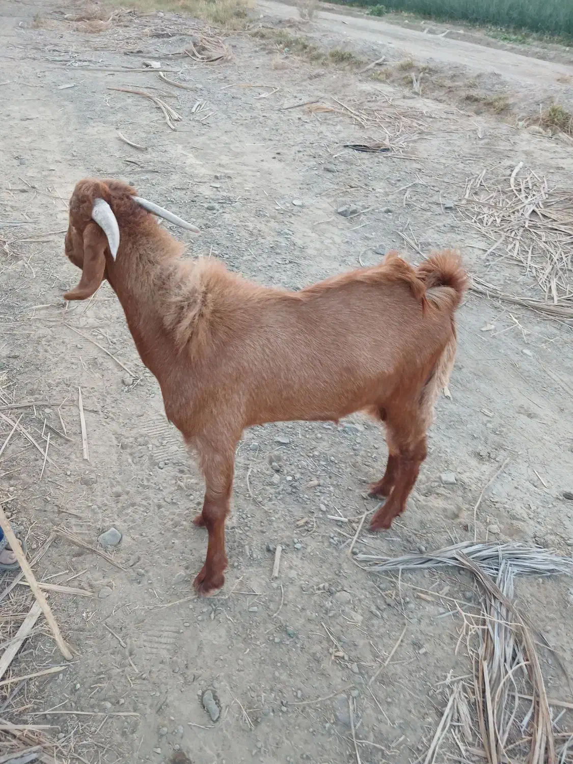 گوسفند|حیوانات مزرعه|بلوک, |دیوار