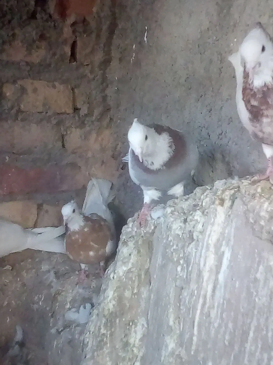 کفتر خال|حیوانات|نیشابور, مازول|دیوار