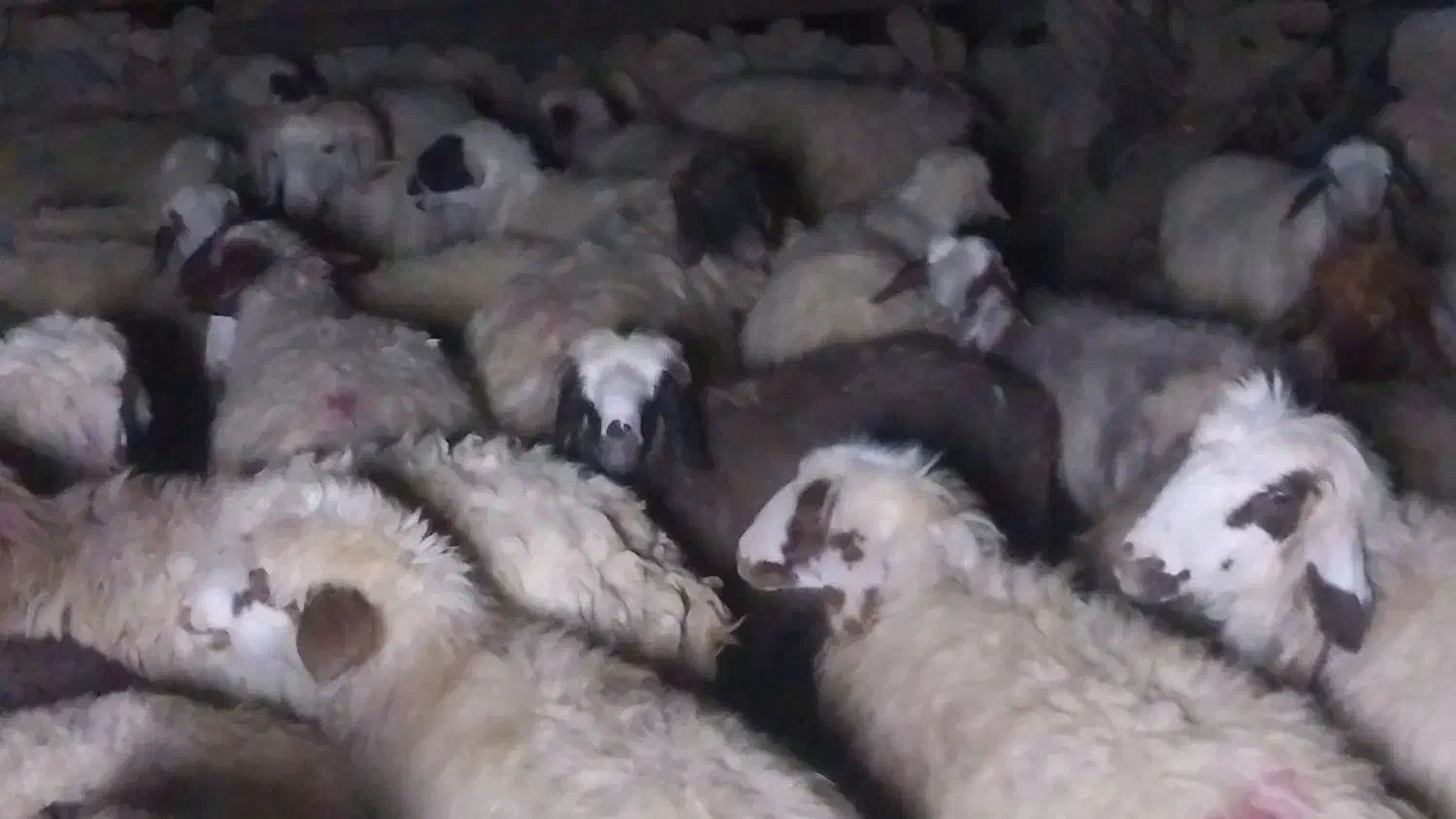 معاوضه گوسفند باتراکتور ۱۴۰۰به بالا|حیوانات مزرعه|شیراز, شهرک صنعتی|دیوار