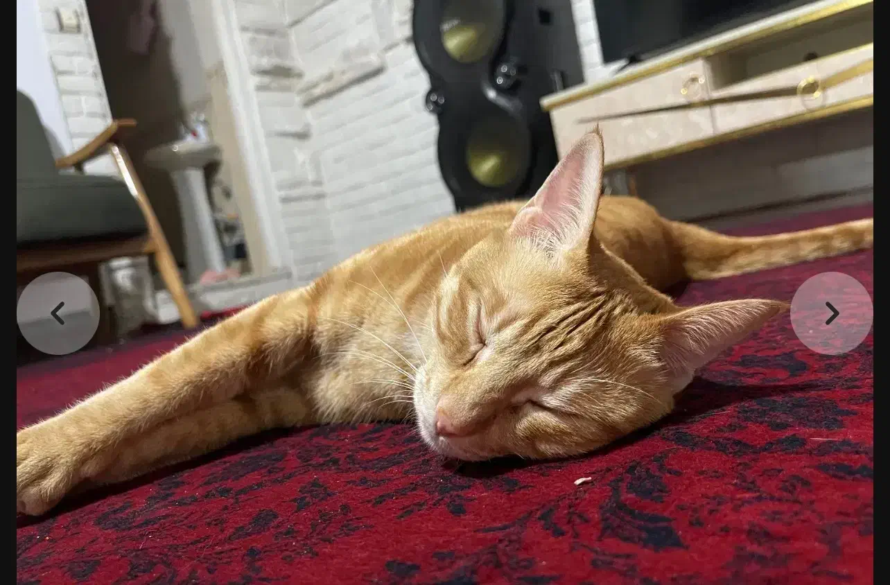 این کوچولو مهربون یه سرپرست میخاد|گربه|شاندرمن, |دیوار