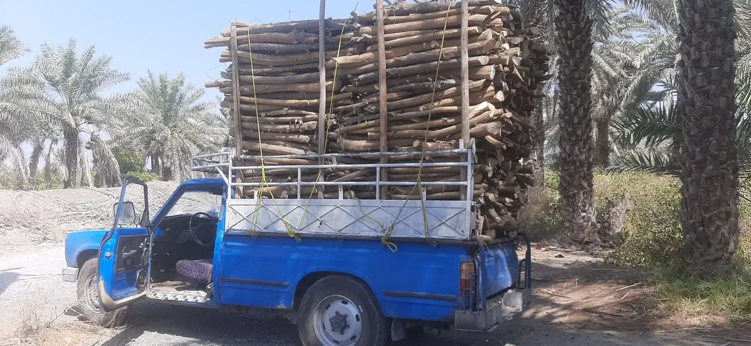 بریدن درخت و خرید چوب|خدمات باغبانی و درختکاری|کازرون, |دیوار