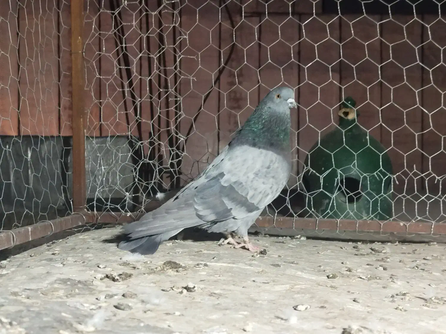 جوجه گلبسر معاوضه با هر پرنده ای|پرنده|شیراز, گویم|دیوار