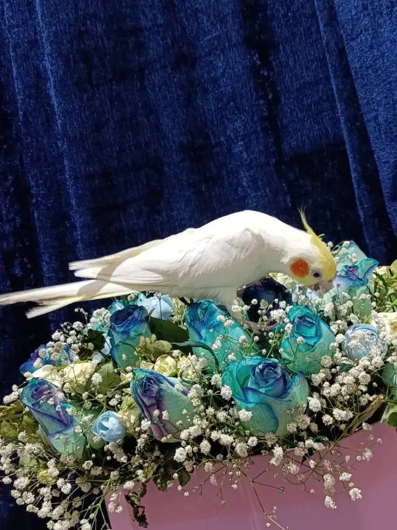 عروس هلندی سخنگو دستی|پرنده|دوگنبدان, |دیوار