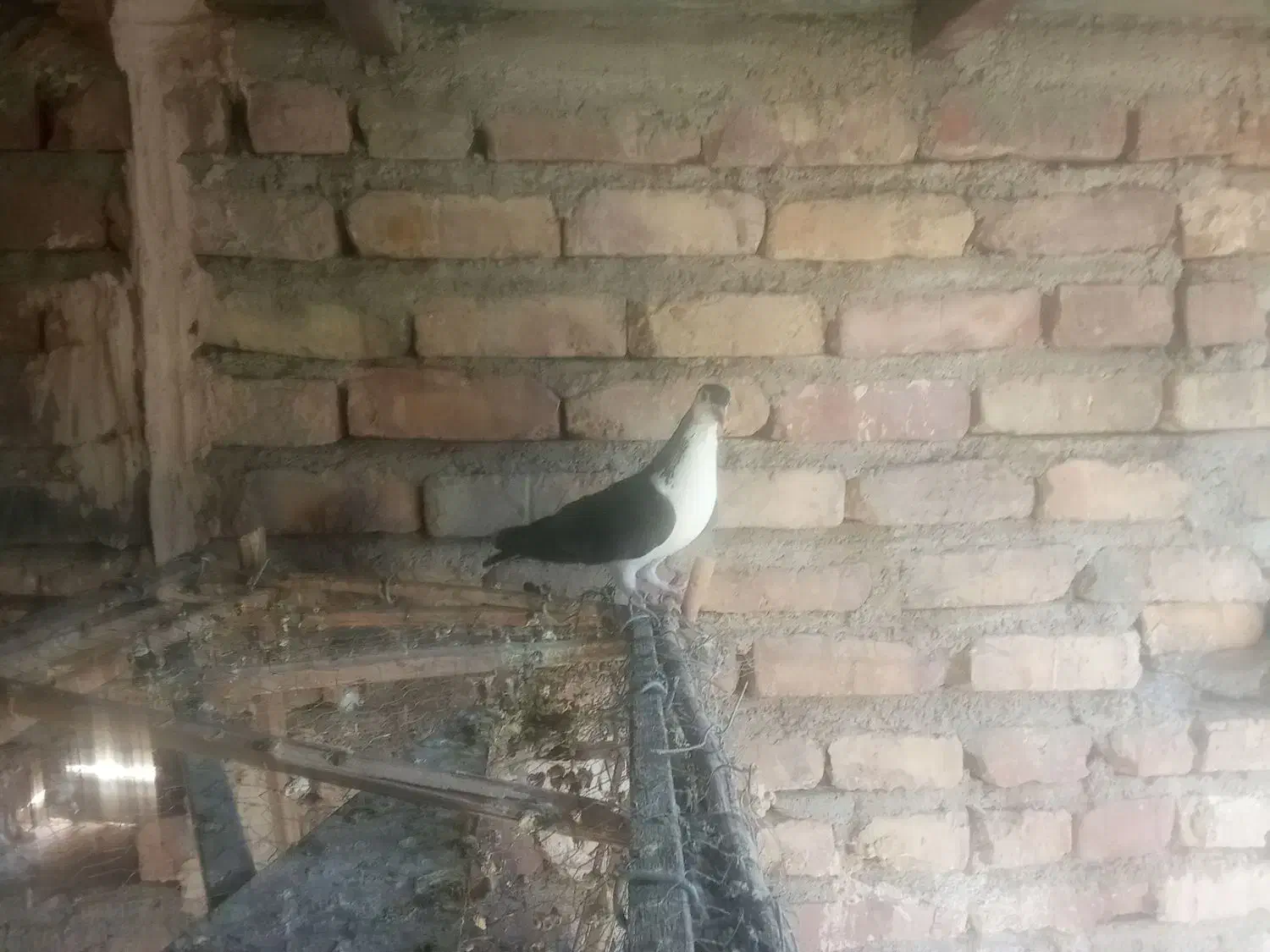 یک جفت  نر کفتر ساده سیا|پرنده|ایرانشهر, |دیوار