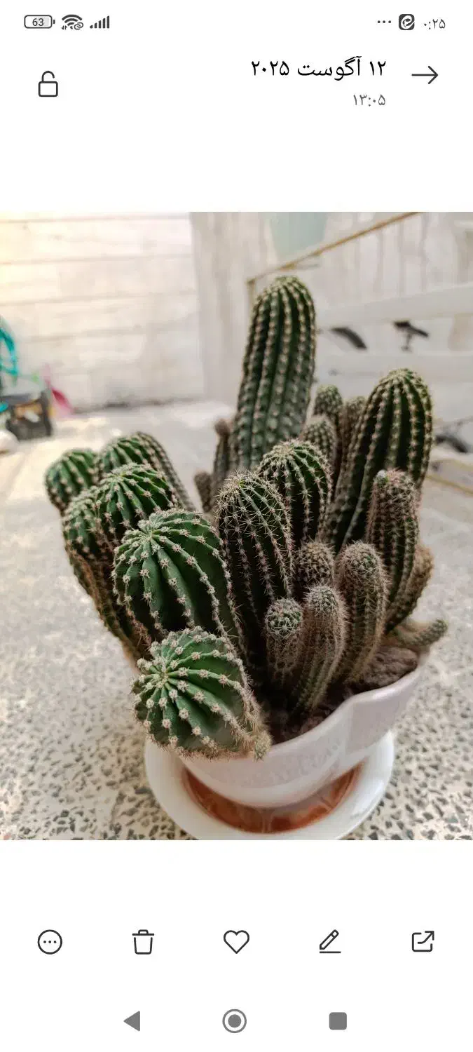 گل کاکتوس|گل و گیاه طبیعی|مشهد, هنرور|دیوار