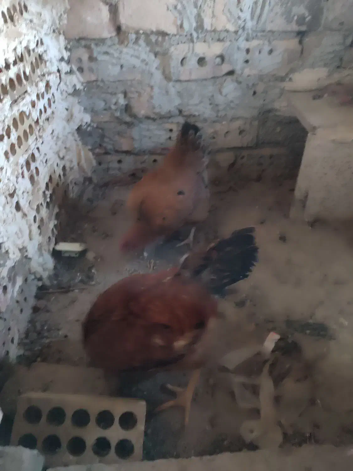 خروس|حیوانات مزرعه|نیشابور, رحمت آباد|دیوار