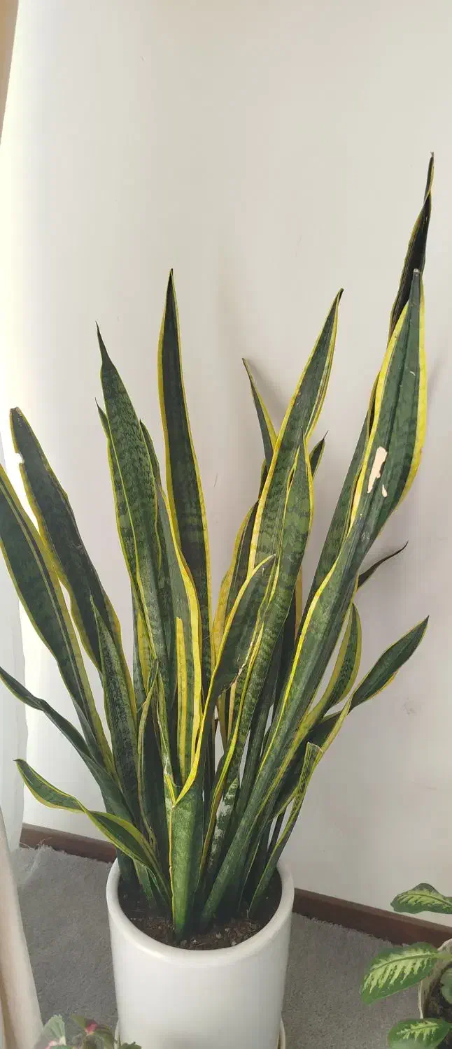 سانسوریا|گل و گیاه طبیعی|اصفهان, اصفهانک|دیوار