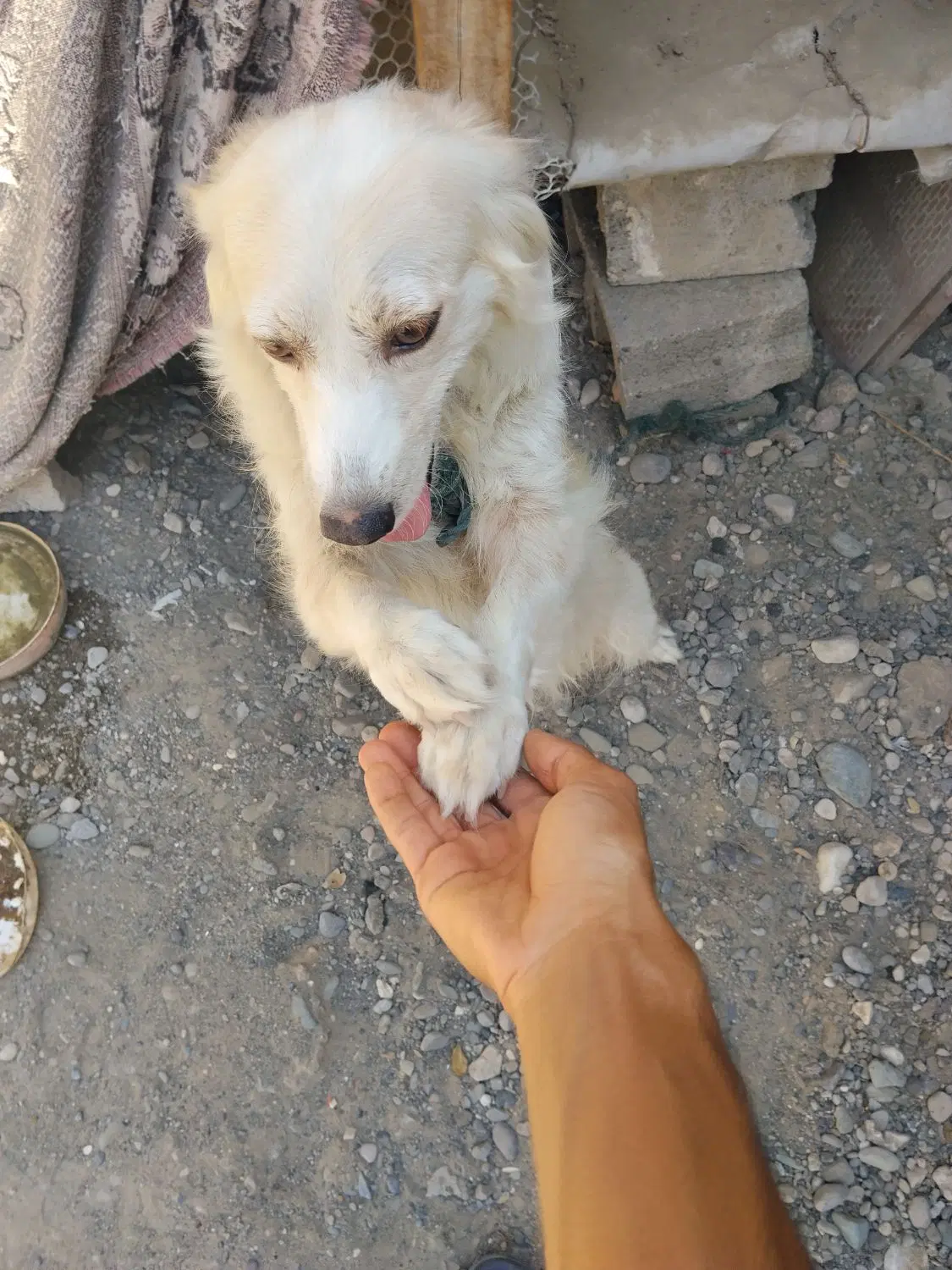 سگگ|سگ|میناب, |دیوار