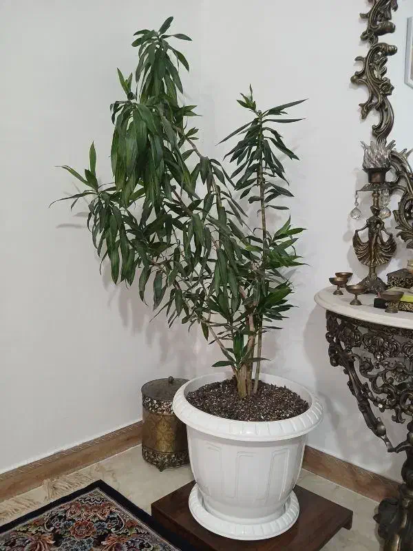 بامبو خاکی پیله موا گل طبیعی اپارتمانی|گل و گیاه طبیعی|اسلام‌شهر, شهرک واوان|دیوار