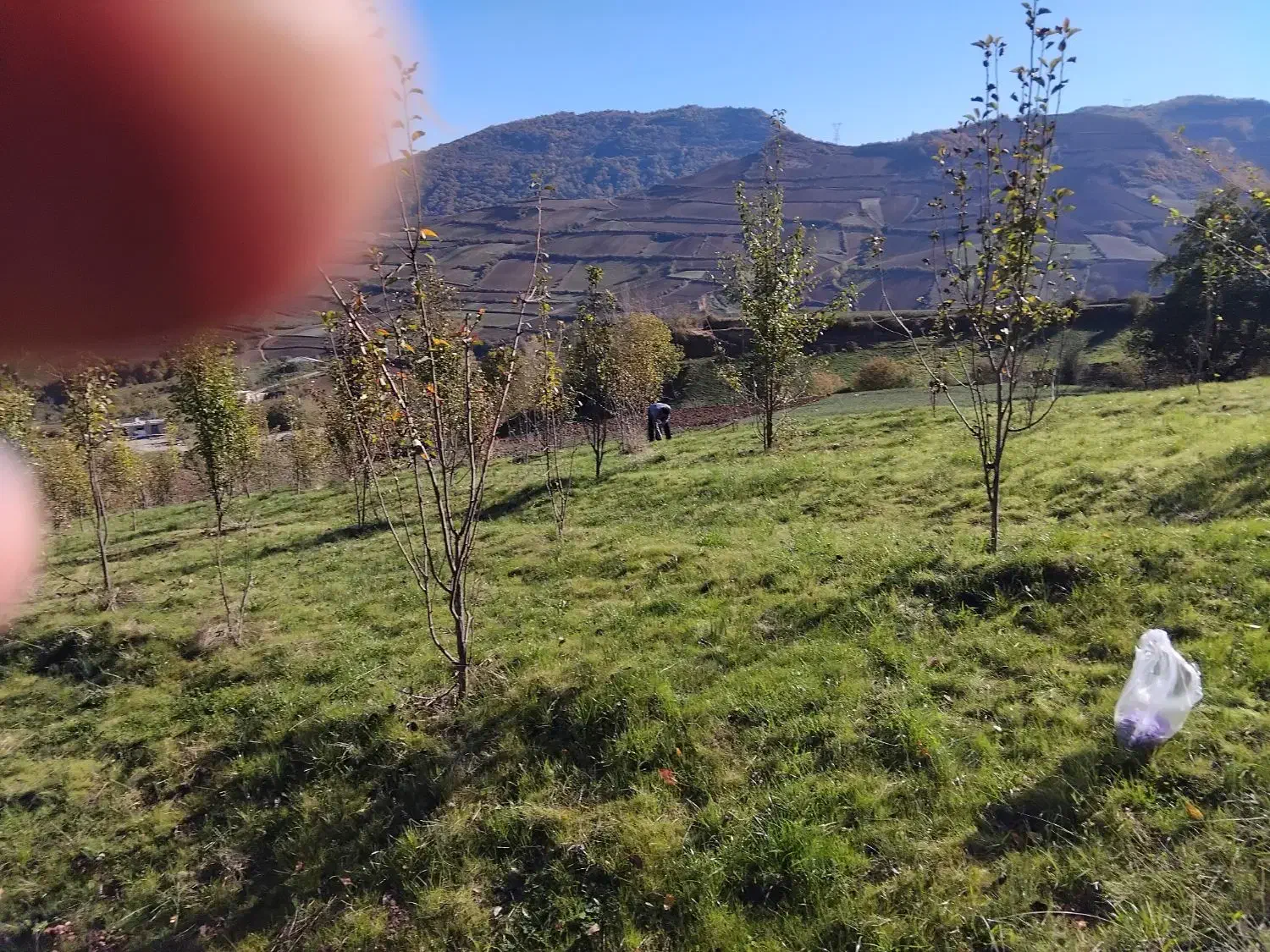 فروش باغ ۵۰۰۰ متری بهمراه زمین زعفران|فروش زمین و ملک کلنگی|دوزین, |دیوار