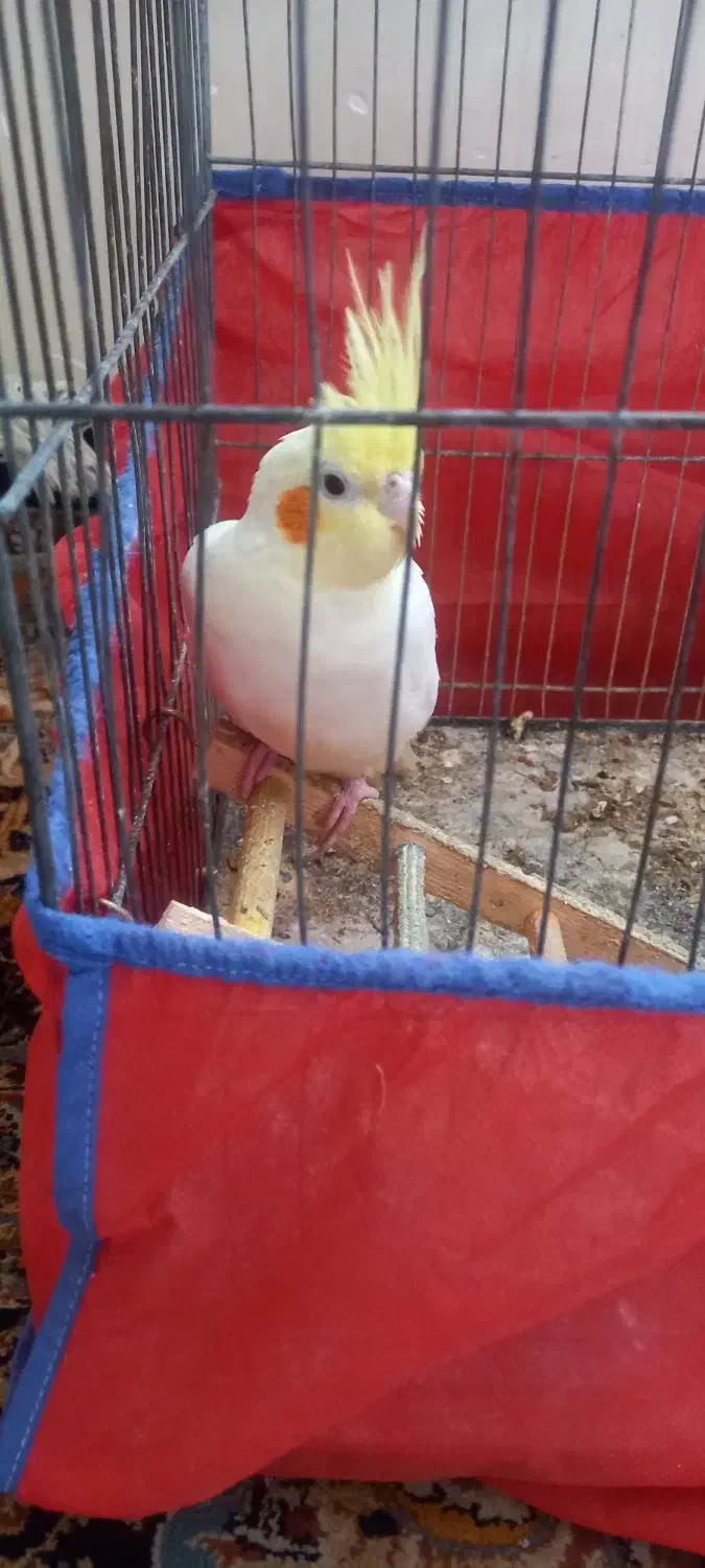 عروس هلندی|پرنده|اهواز, منبع اب|دیوار