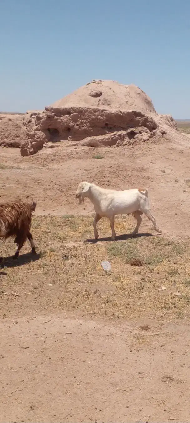 دوتا نربز|حیوانات مزرعه|فریمان, |دیوار