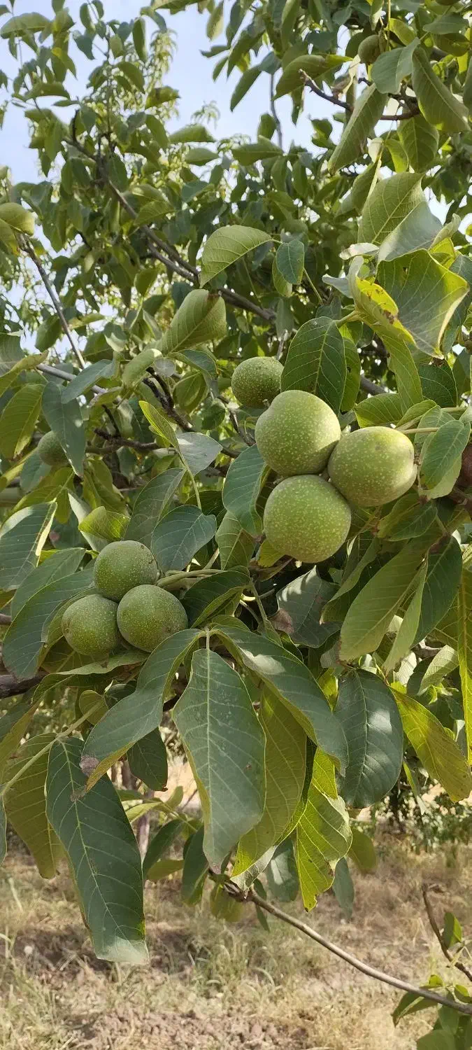 فروشنهالتضمینیدرنهالستانخورشید|خدمات باغبانی و درختکاری|سراب, |دیوار