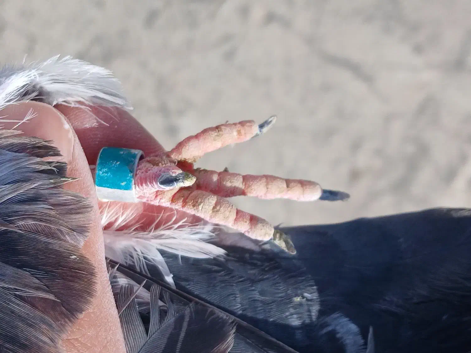 کبوتر غریب شب|پرنده|ابهر, |دیوار