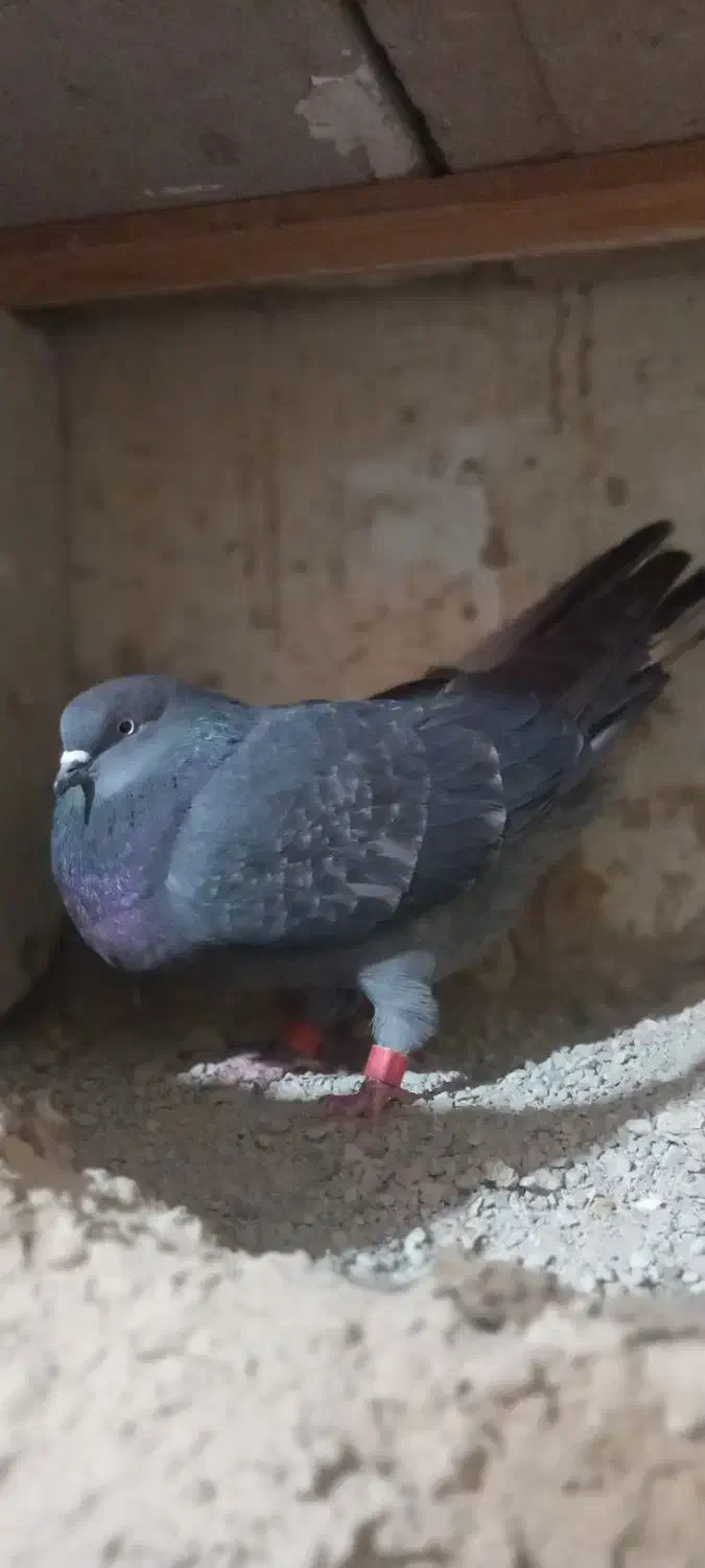 پرشی|پرنده|ماهدشت, |دیوار